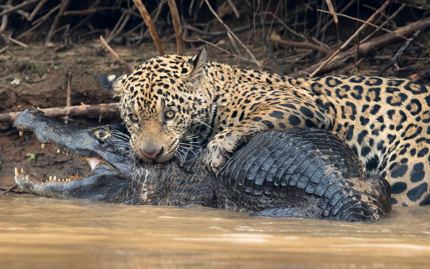 美洲豹告诉凯门鳄 惊不惊喜 意不意外