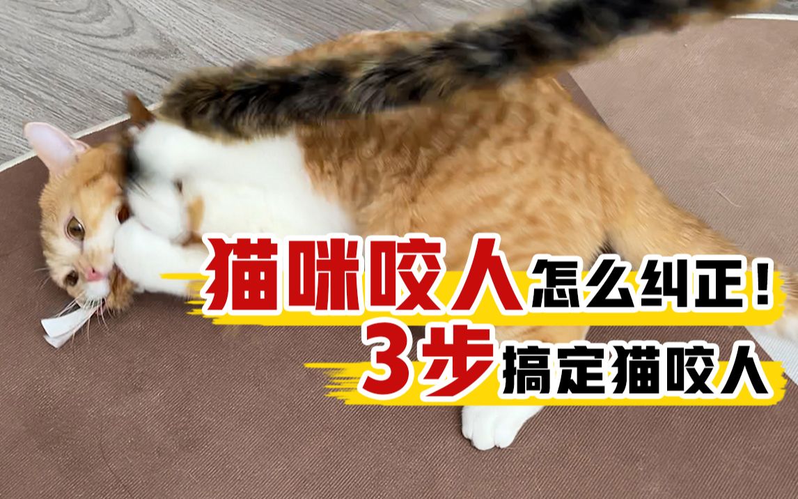 搞定猫咪咬人、抓人的经验分享哔哩哔哩bilibili