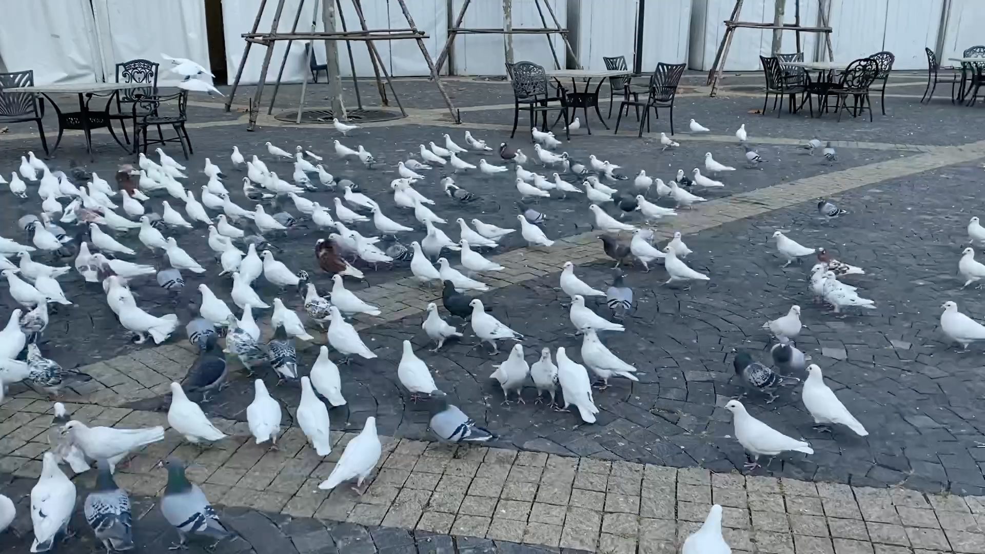 青岛红树林酒店鸽子群