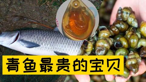 为什么青鱼吃螺蛳 像嗑瓜子一样简单 这个部位发挥了大作用 哔哩哔哩