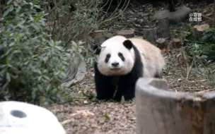 11.4今天太幸运啦，花花微笑走来…可爱又甜美啦…弟弟没出外场噢