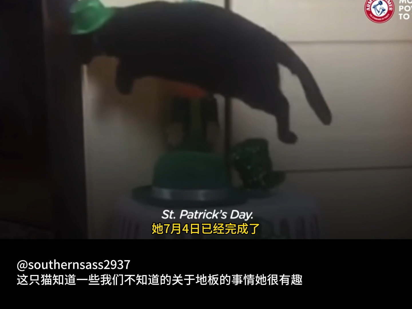 玄猫是真玄?国外一只黑猫每天蛙跳,看呆一众网友哔哩哔哩bilibili