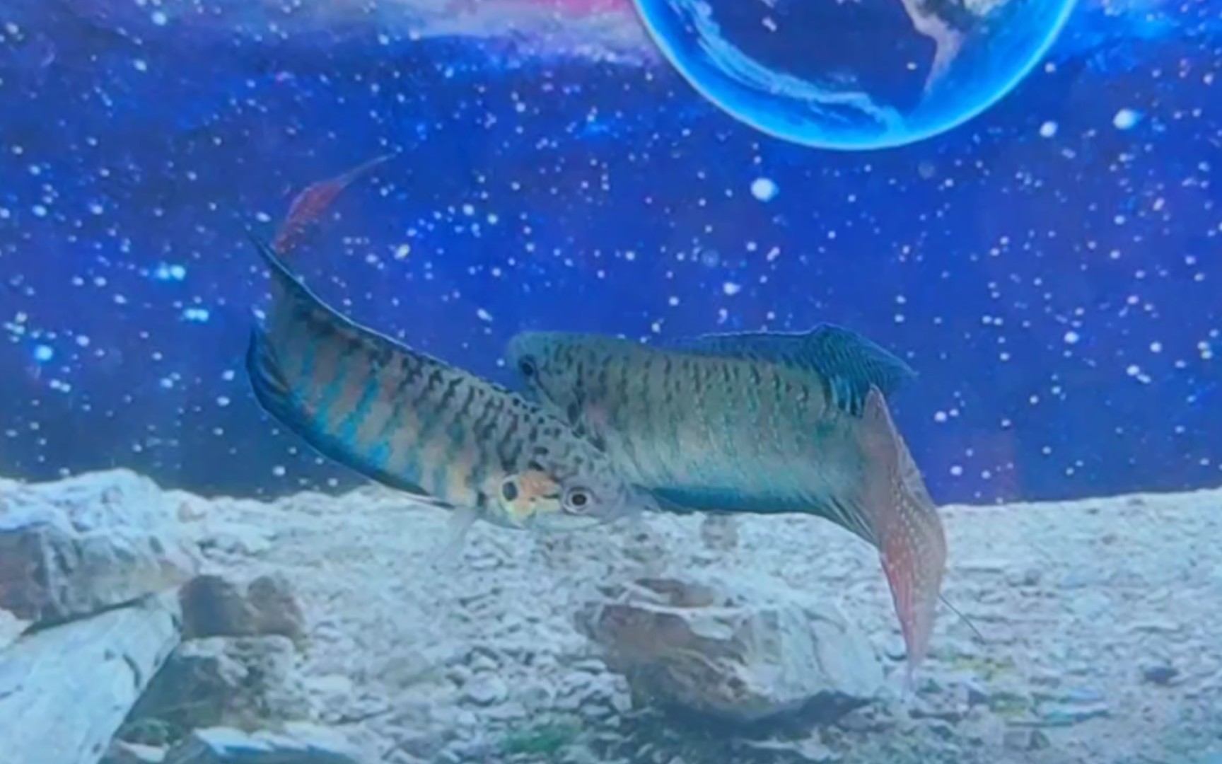 活动作品vlog斗鱼打架