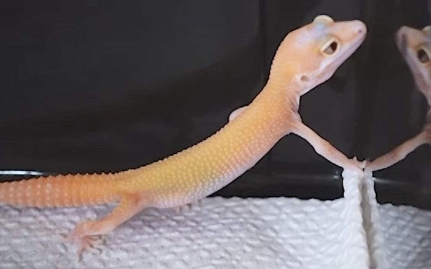 豹纹守宫蛇眼小家伙一出来bgm都不对了呢