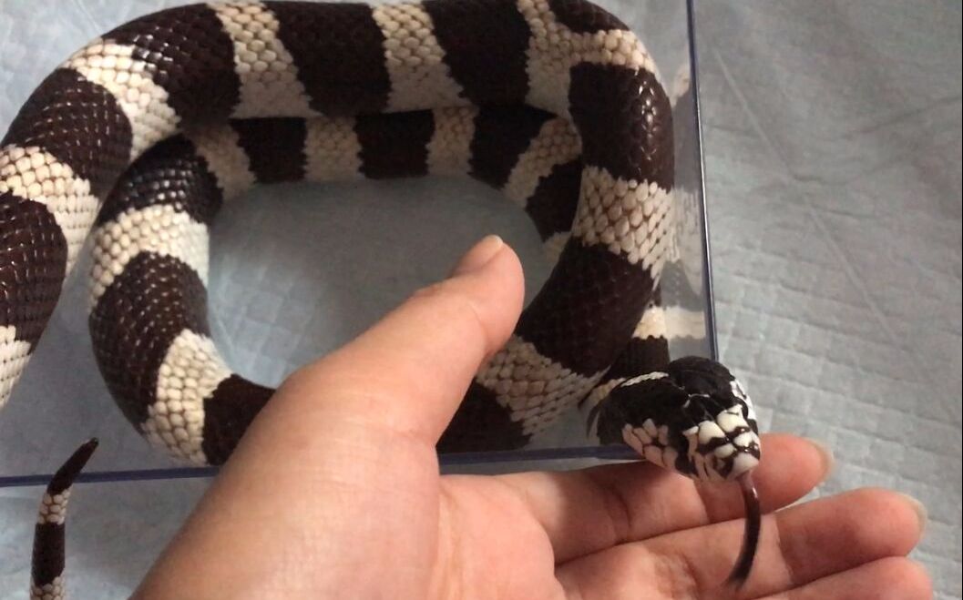 暴雪加州王蛇蜕皮小日常