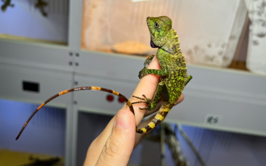 贝尔冠蜥 雨淋缸小宠物 非常漂亮的爬宠