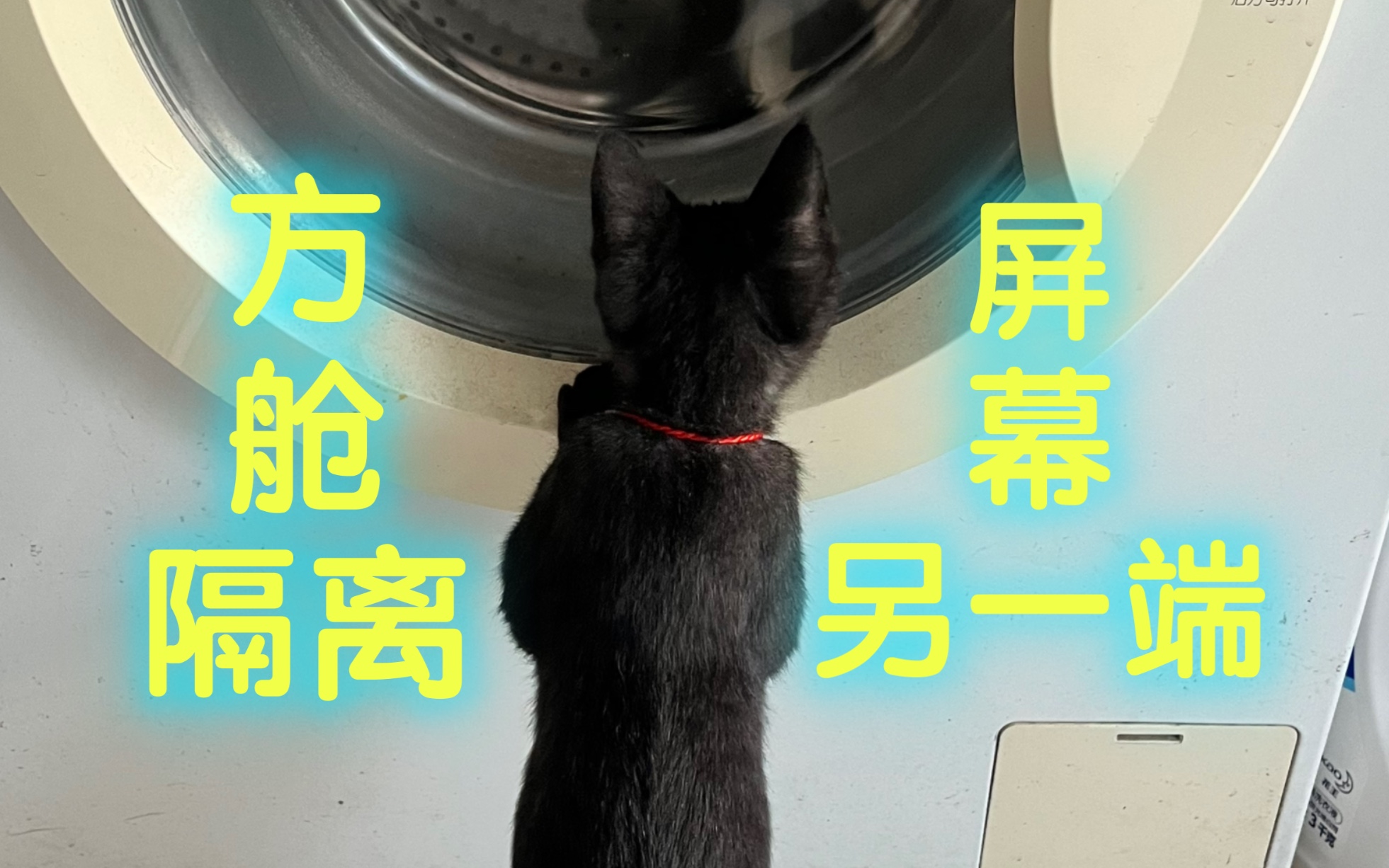 [图]在方舱隔离时屏幕一端的猫咪