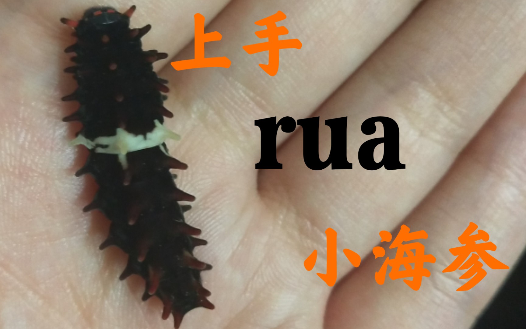 【擎洋】给那只皮皮参一点教训!Rua红珠凤蝶幼虫~哔哩哔哩bilibili