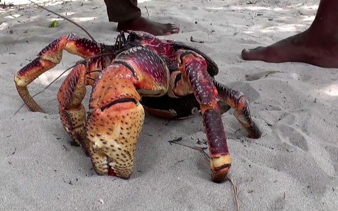 【椰子蟹】世界上最大的螃蟹物种,轻轻松松夹扁瓶盖