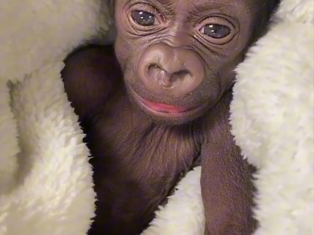 刚出生的黑猩猩像不像一个非洲的孩子?