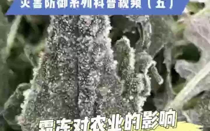 [图]#科普#“应急之星”农业气象 灾害防御系列科普视频（五）霜冻对农业的影响