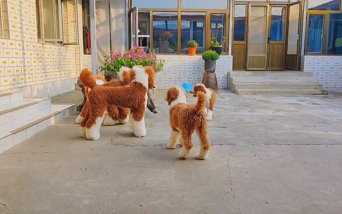 天津哪里能买到纯种红白花巨贵 #巨贵 #巨贵犬 #巨型贵宾 静如醋佑