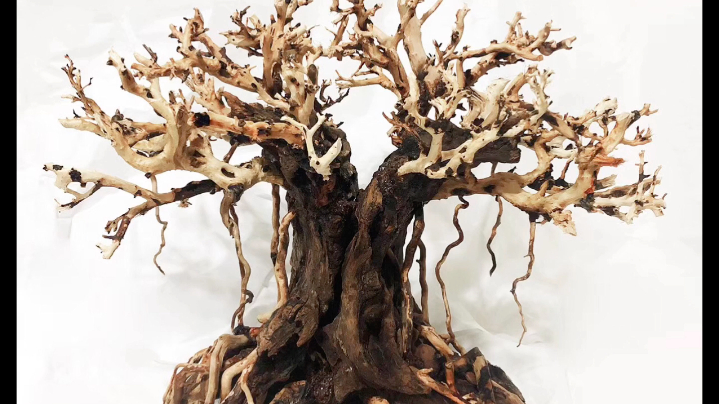 水草造景 莫斯树77