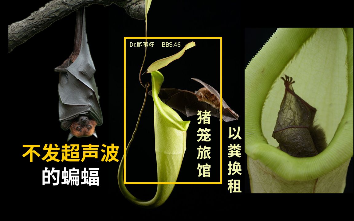 46//蝙蝠的屎, 尿, 性与丢失的"超"能力! 带病毒不发病是因为体温高?