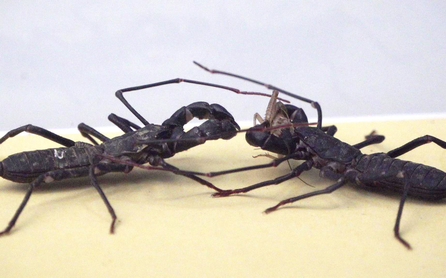 当两只鞭蝎遇到一堆蟋蟀,结果母鞭蝎抢了对方的食物