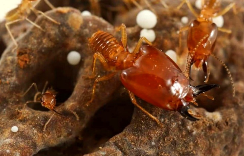 三型兵蚁的白蚁,棘胸刺白蚁.转:脸书termite research 团队的一些关于刺白蚁Acanthotermes acanthothorax 的照片哔哩哔哩bilibili