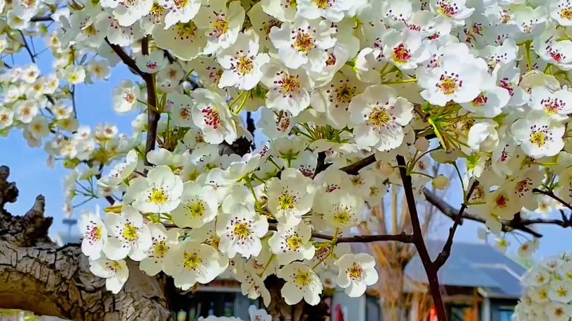 繁花似锦,不负流年,时光清浅,许你安然.#治愈系风景 #赏花 #梨花哔哩哔哩bilibili