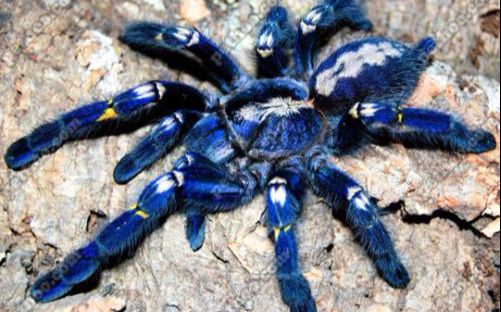 捕鸟蛛喂食以及自家蜘蛛介绍