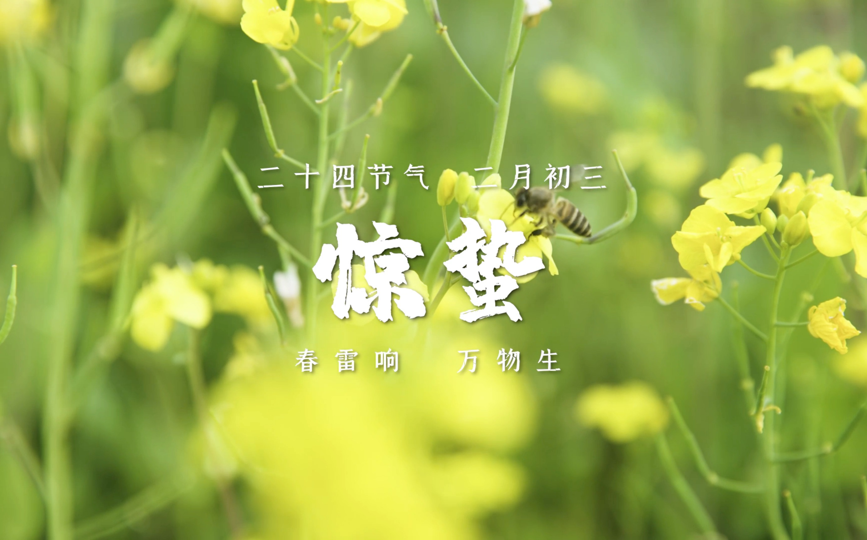 [图]春雷响，万物生，二月初三，酸辣地皮菜（菇），不期而遇#惊蛰#节气#土菜#美味在民间#美食