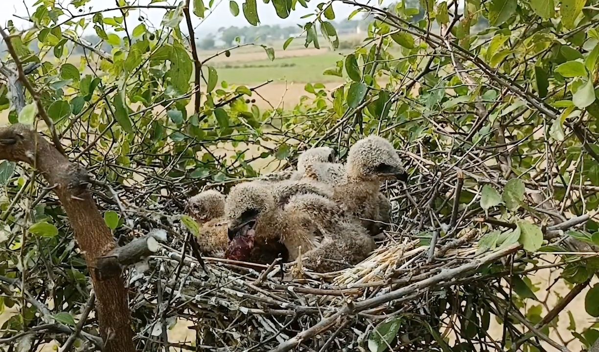 黑翅鸢幼鸟:这块肉忒特么大,差点被噎死