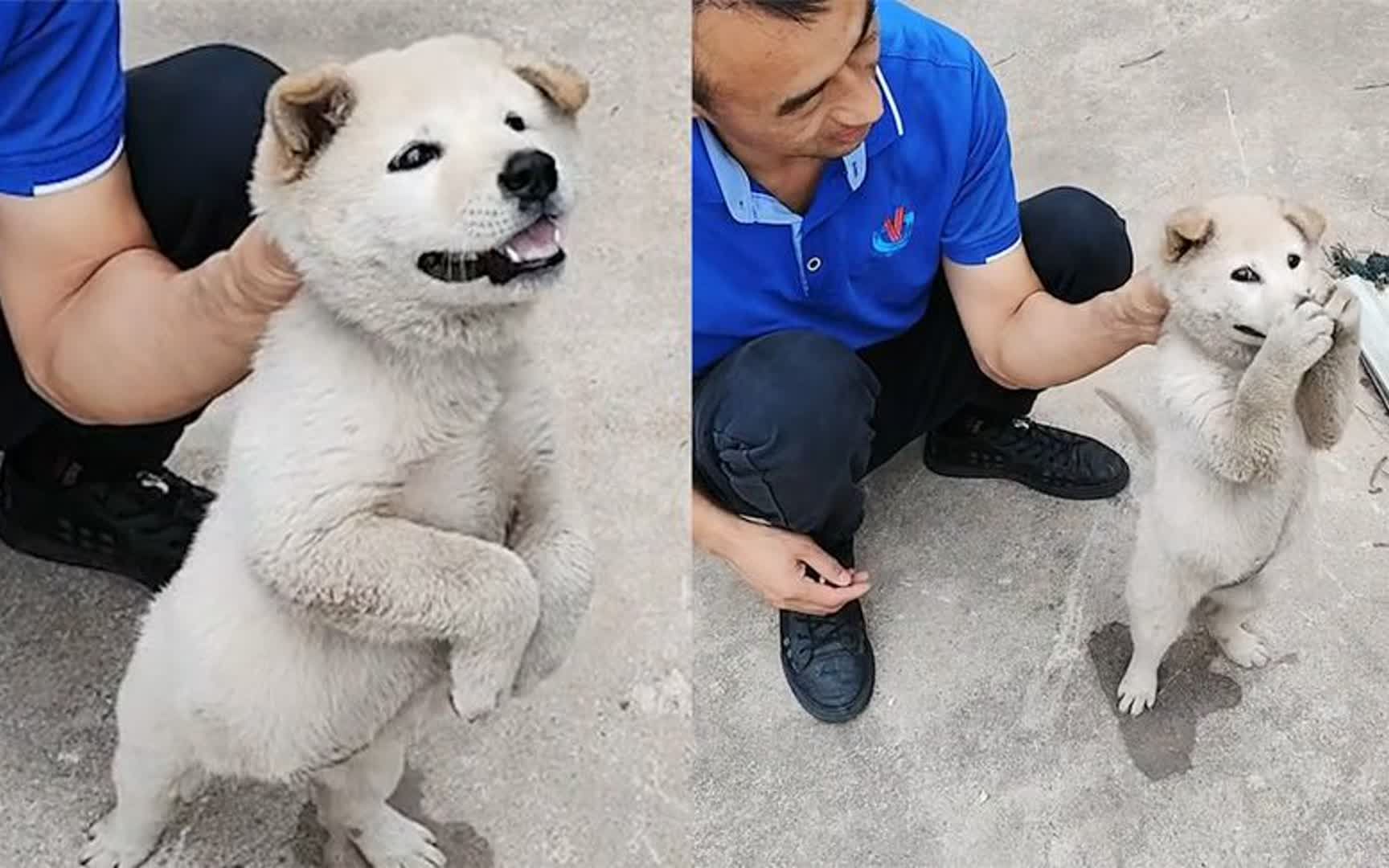 捂嘴的狗狗图片