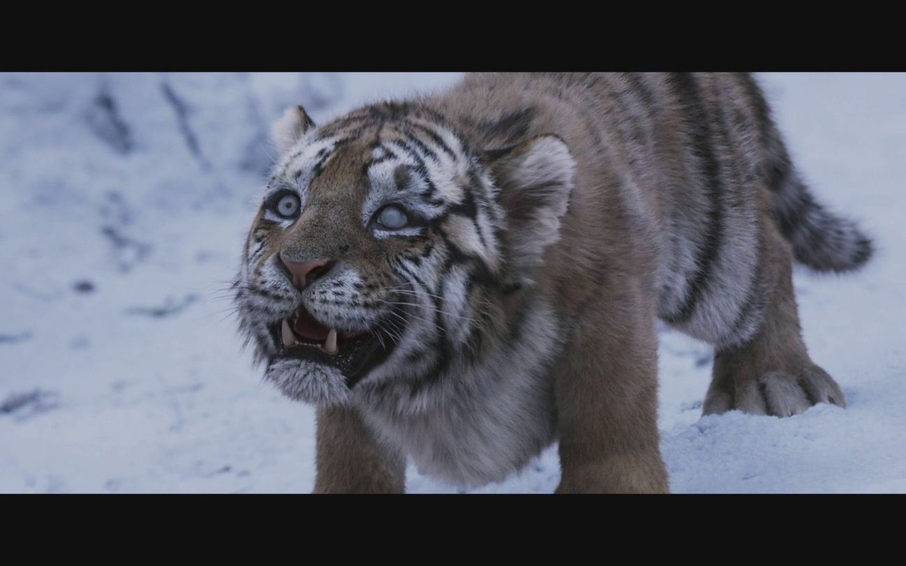 《大虎》:被撕裂的过去