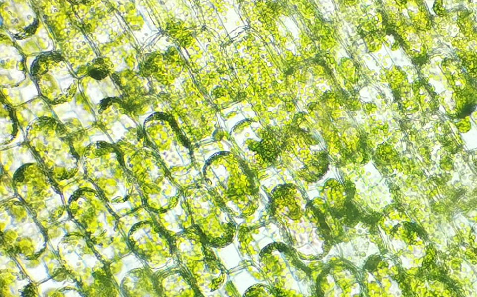 黑藻叶片 显微镜下胞质环流&质壁分离