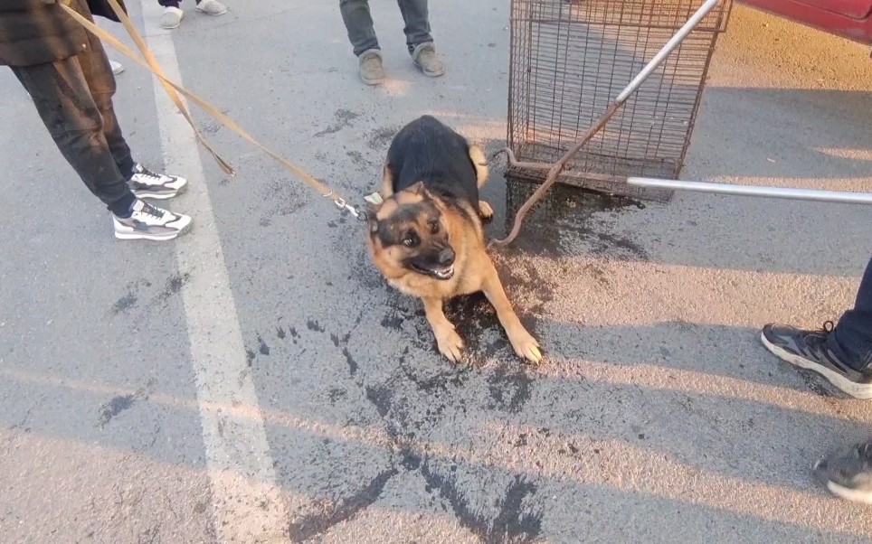 德牧面对铁夹子毫不畏惧,左右躲闪次次逃脱,专业狗贩子轮番上阵