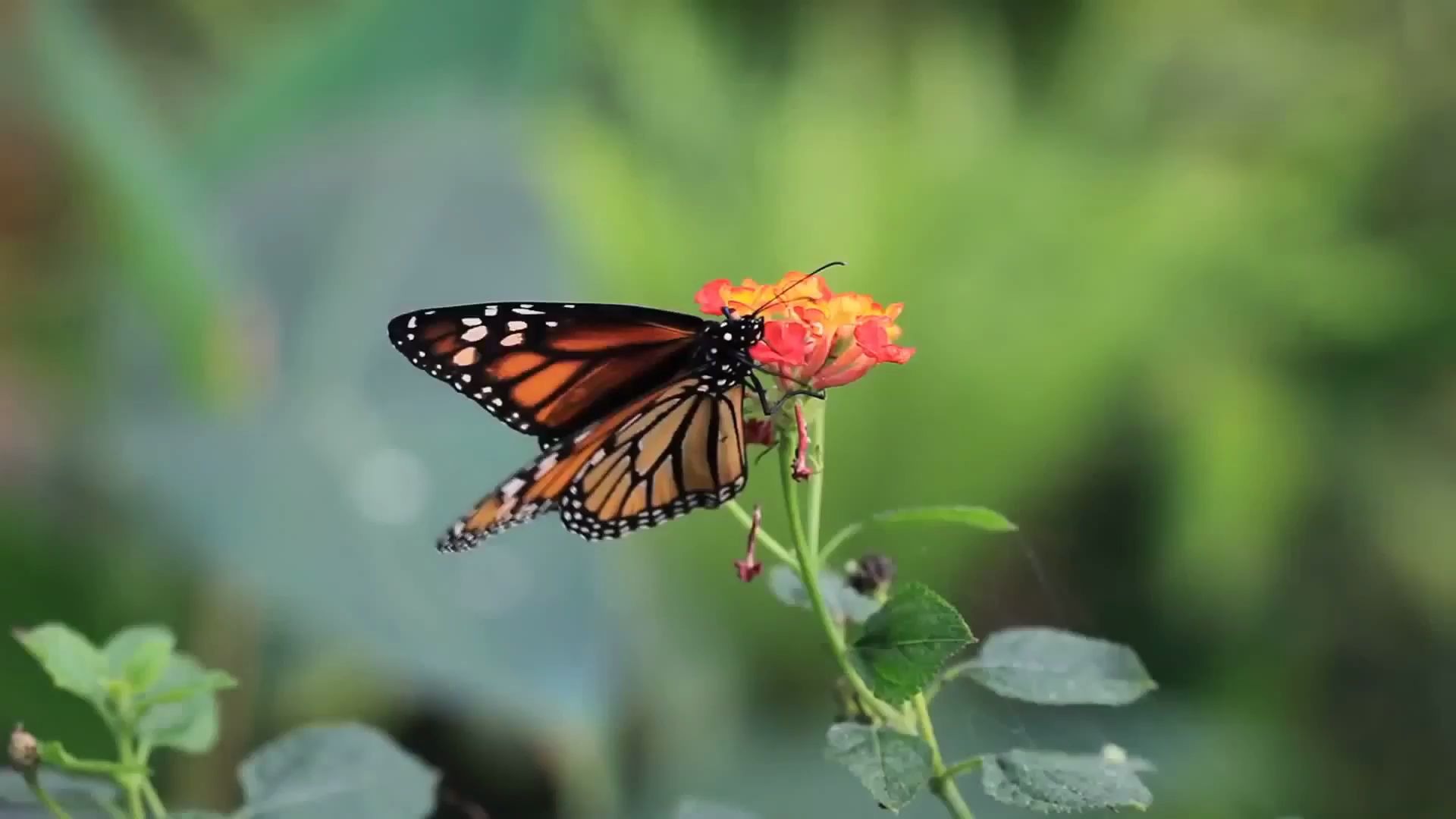 蝴蝶飞舞蝶恋花桃花樱花公司年会新年元旦春节晚会唱歌跳舞诗歌朗诵大