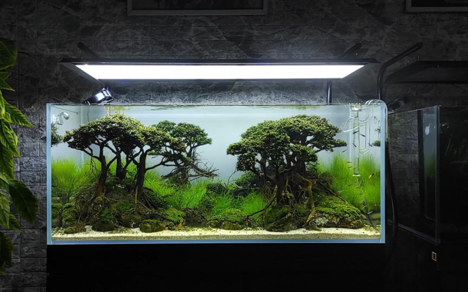 迷幻森林-大型草木缸造景教学_哔哩哔哩_bilibili