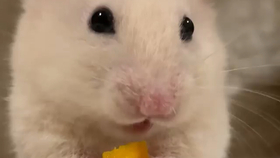 搬仓鼠吃播 菜谱 香甜南瓜吧唧吧唧 哔哩哔哩 つロ干杯 Bilibili