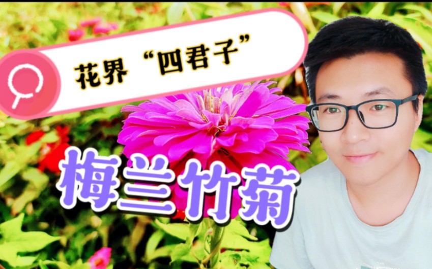 梅兰竹菊俗称花界“四君子”,竹子不是花却占据一席,你怎么看?哔哩哔哩bilibili