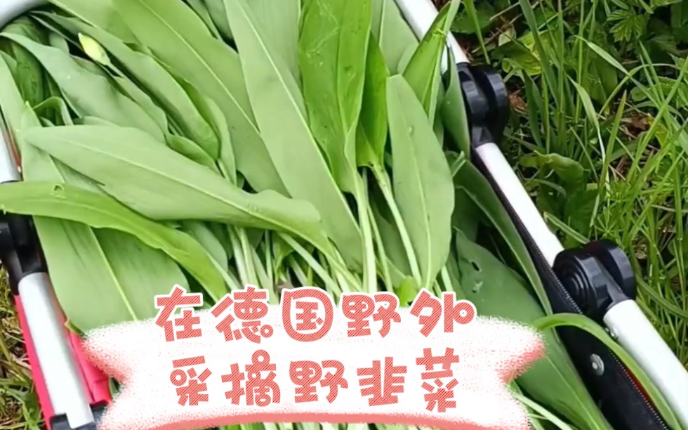 在德国野外采摘野韭菜,来自"德国老何"