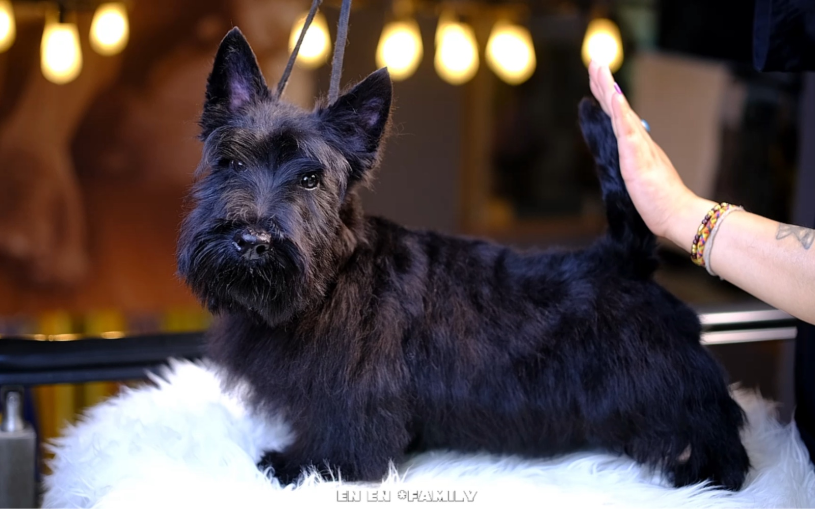 杭州15年恩恩家宠物今日美容 苏格兰梗#宠物美容 #苏格兰梗 #杭州恩恩