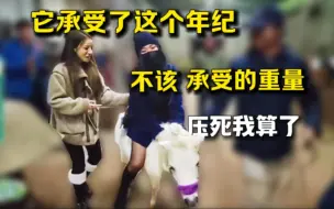 Télécharger la video: 小团团骑马，一屁股坐上去！这匹马承受了，它这个年纪，不该承受的重量