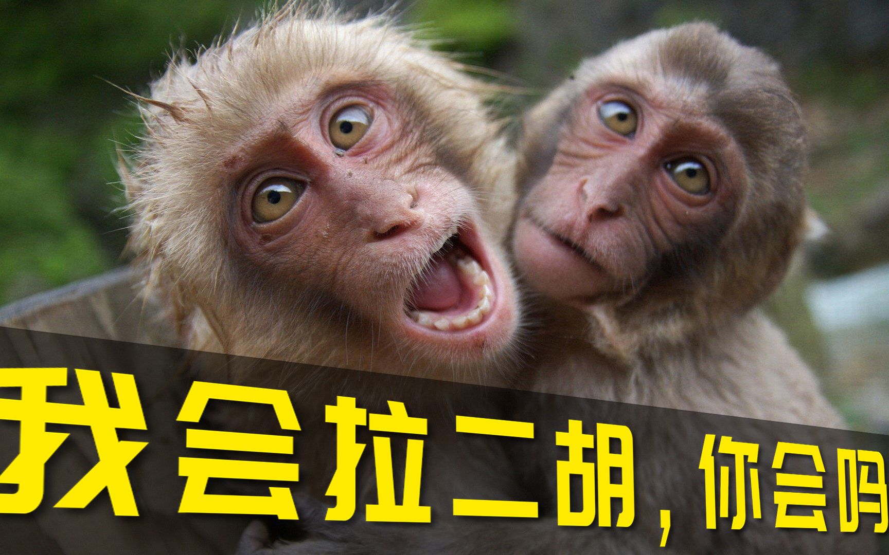 猴子搞笑集合这猴子成精了二胡拉的是真tm的动听