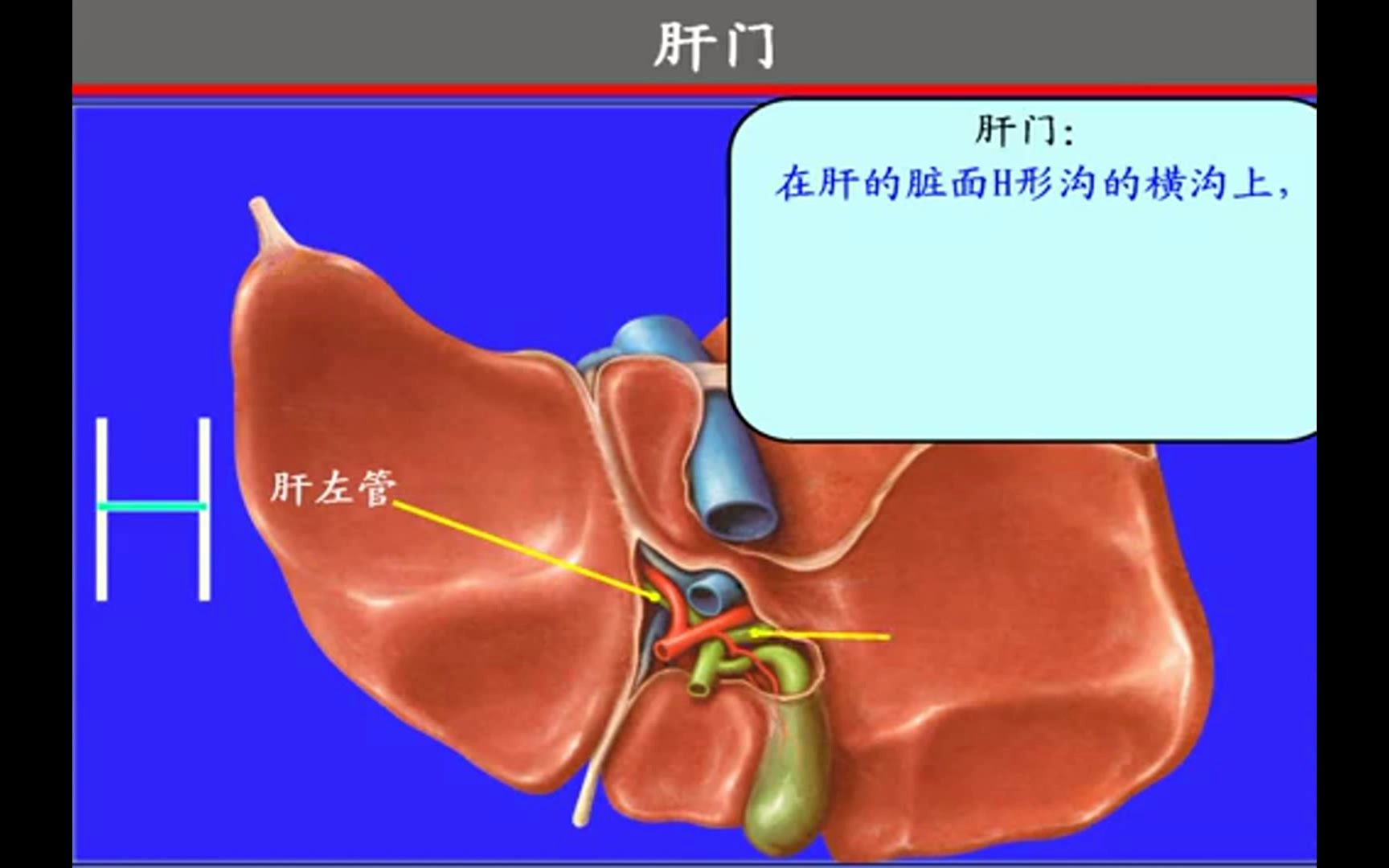 16.肝脏、胆囊、胰腺——系统解剖学 局部解剖学哔哩哔哩bilibili