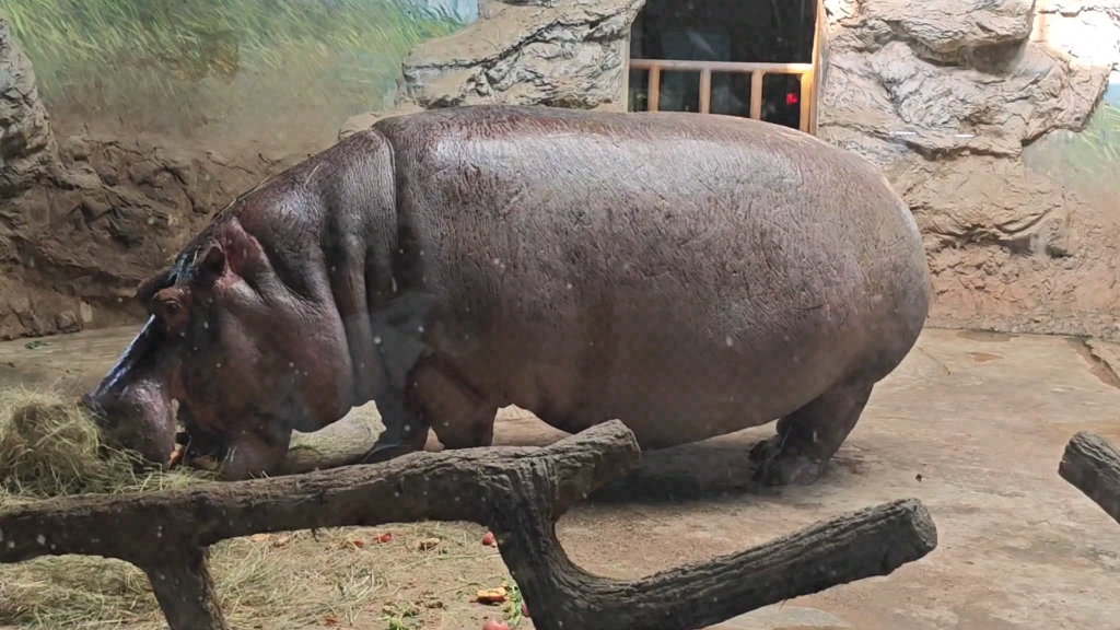 北京动物园的河马