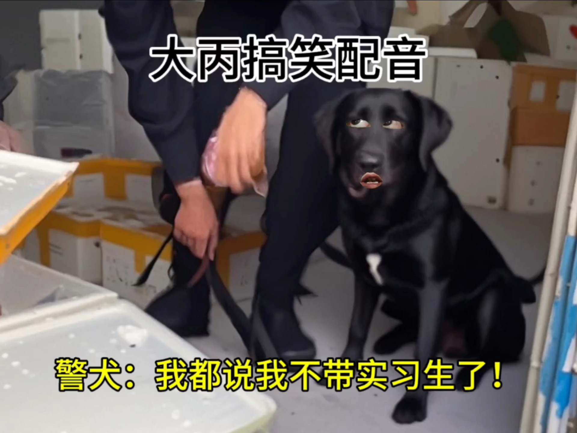 警犬：我都说我不带实习生了！