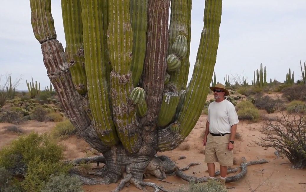 武伦柱,世界上最大的仙人掌Cardon, the world's largest cactus哔哩哔哩bilibili