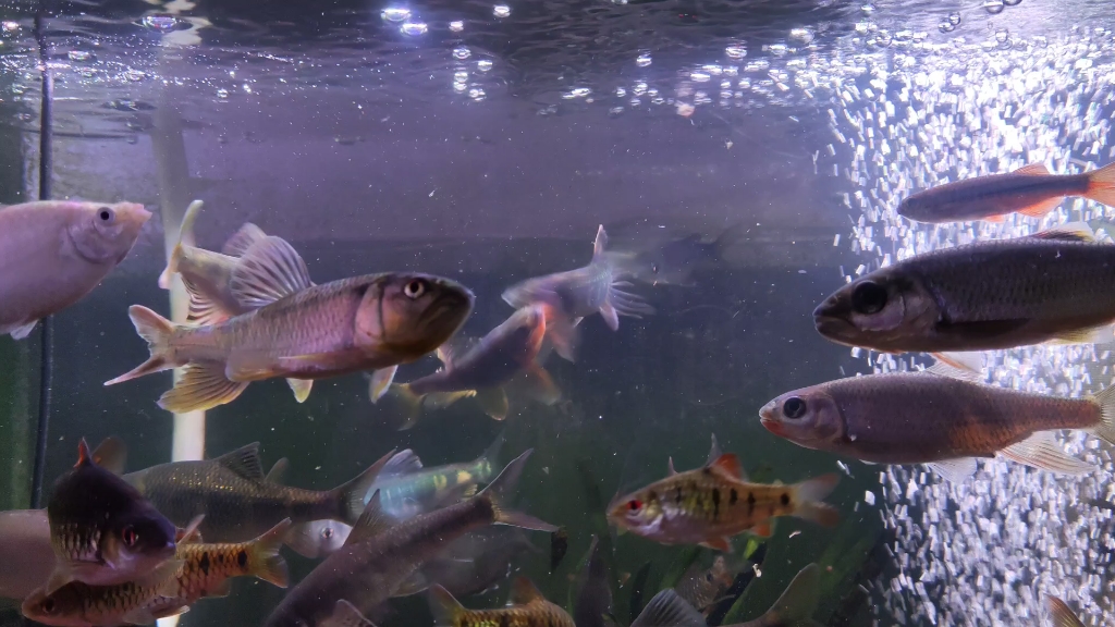 壁纸 动物 海底 海底世界 海洋馆 水族馆 鱼 鱼类 1024_576
