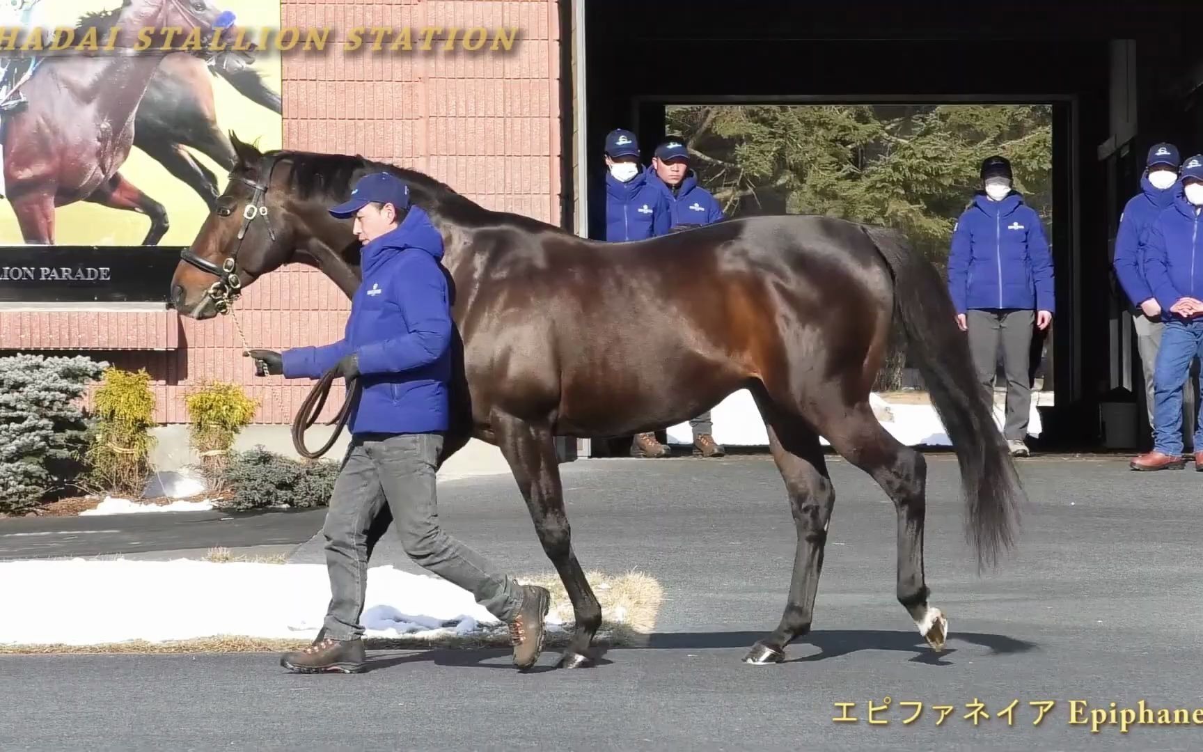 【特别周外孙】 エピファネイア(神威启示)- 社台スタリオンパレード