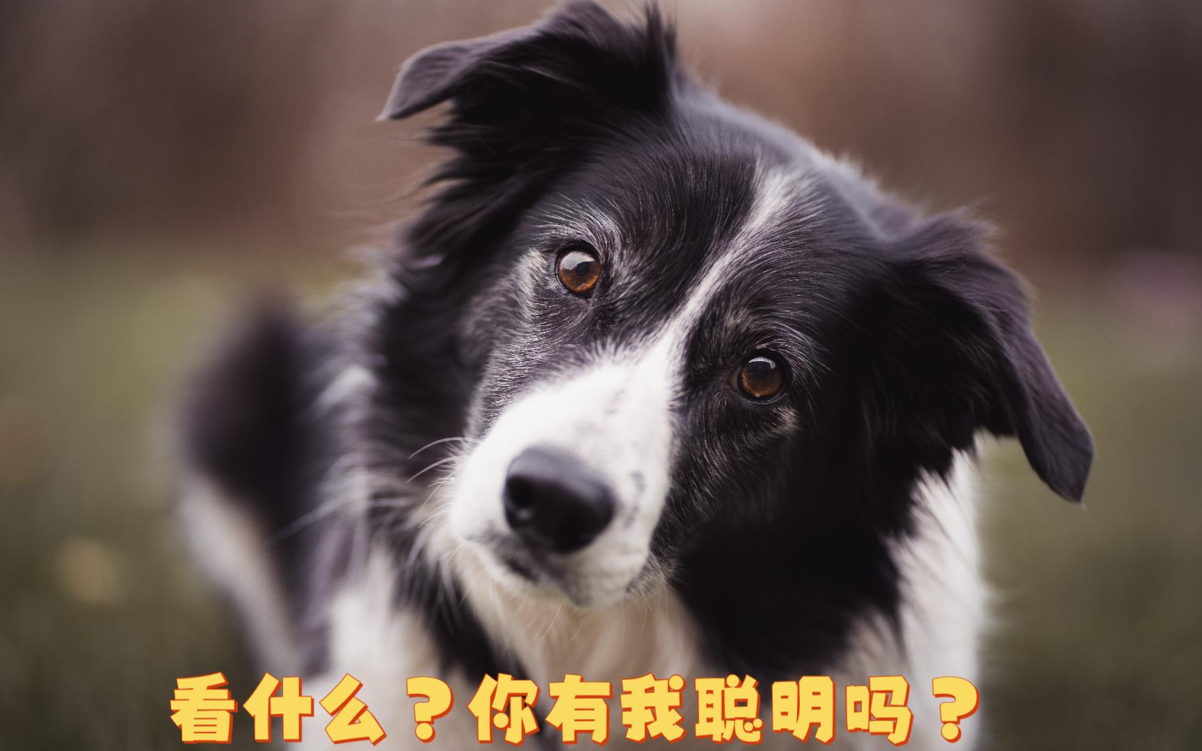 犬种百科之最强大脑边牧篇哔哩哔哩bilibili