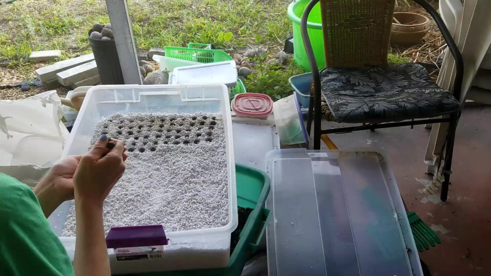 贝叶棕种子(Germinating Corypha utan Seeds!)哔哩哔哩bilibili