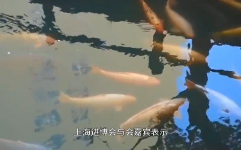 人口老龄化背景下多关注“银发经济”!!!哔哩哔哩bilibili