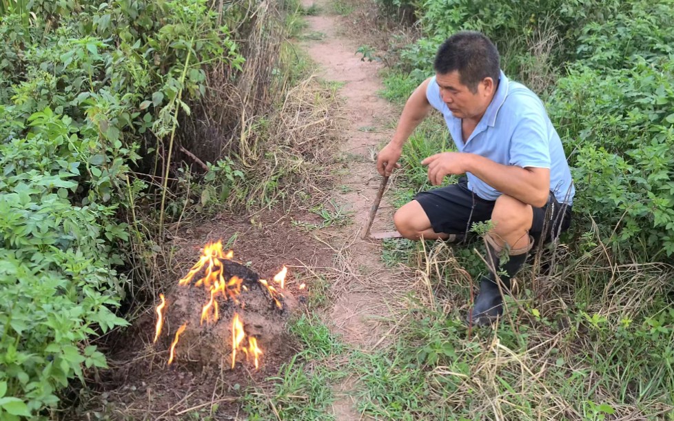 用火烧蚂蚁窝,这种方法灭蚂蚁,我是头一次见,里外全灭一只不剩