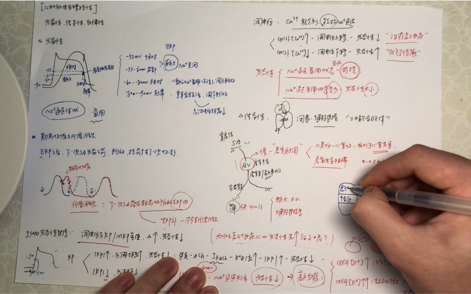 【心肌的电生理特性】医学生的生理学习分享 兴奋性?传导性?自律性?哔哩哔哩bilibili