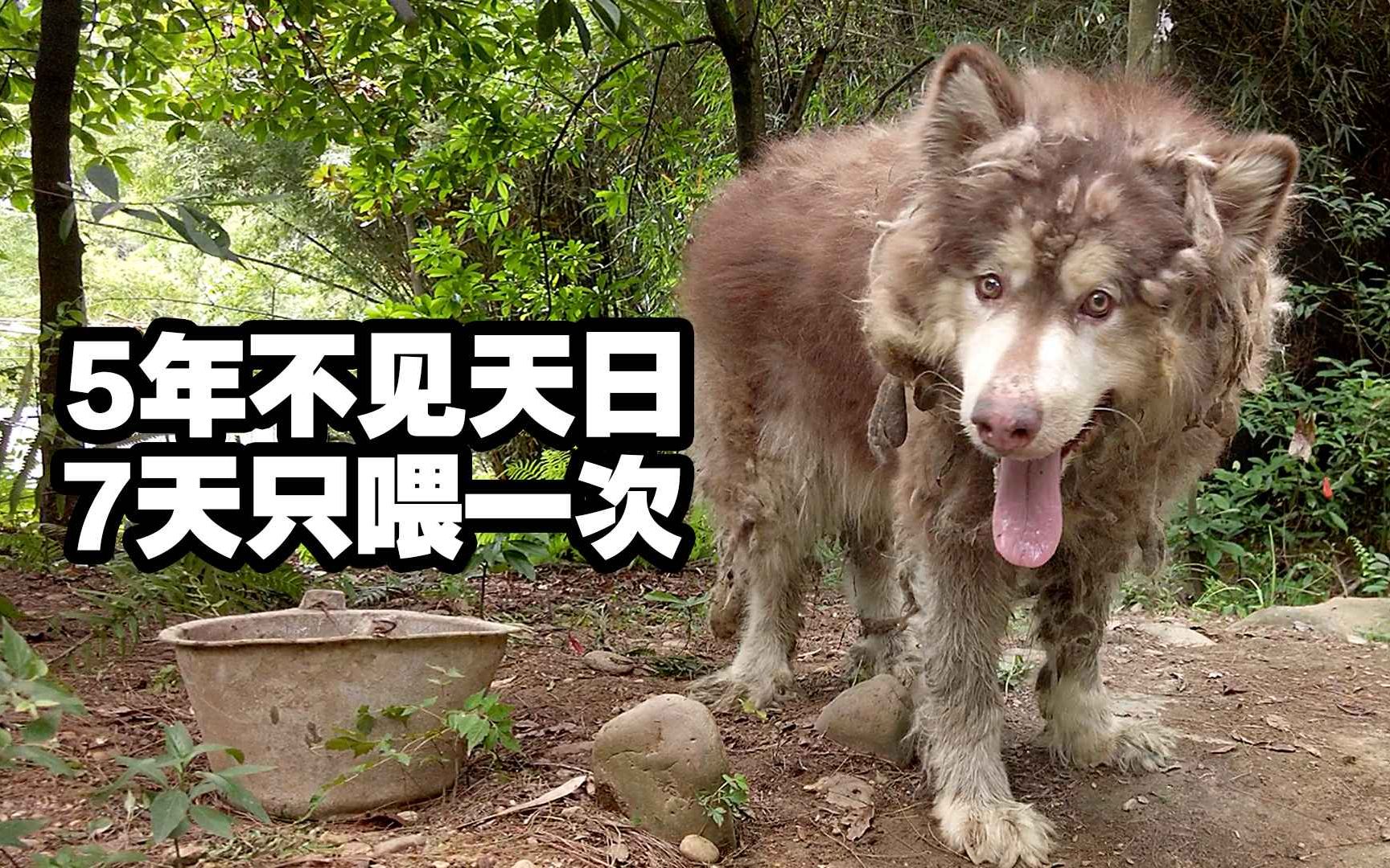 【老疯杨】五年不见天日,七天只喂一次
