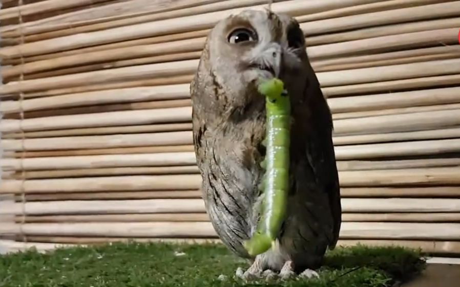 小猫头鹰吃虾仁:好吃,太好吃了,我以后每天都要吃!