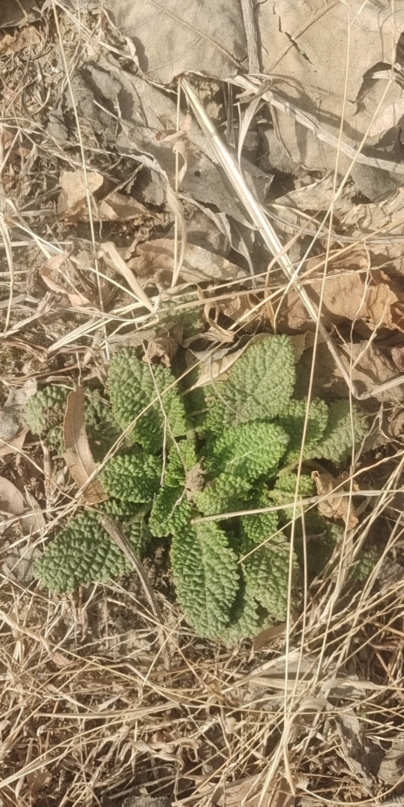 俺们这叫蛤蟆草,治咳嗽